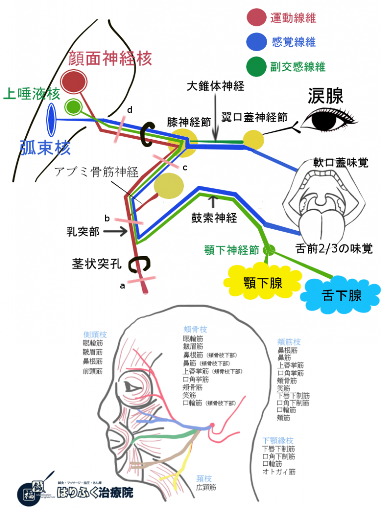 顔面神経の走行と損傷箇所による症状の出現