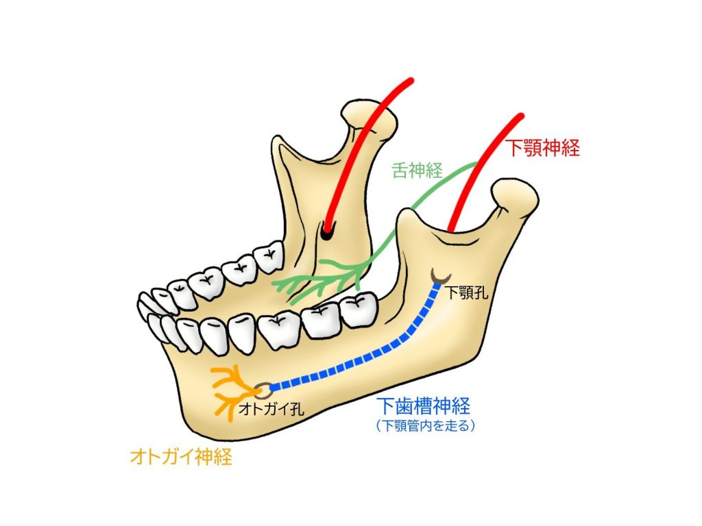 オトガイ神経の走行と名称